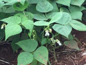 Brazilian Carioca Bean Plant